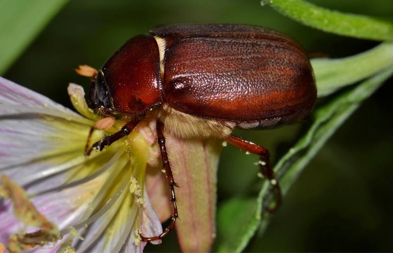 Solid colored, mahogany brown June bug on a plant.