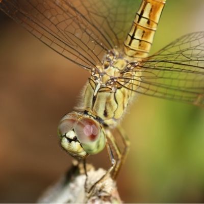 Can dragonflies walk?