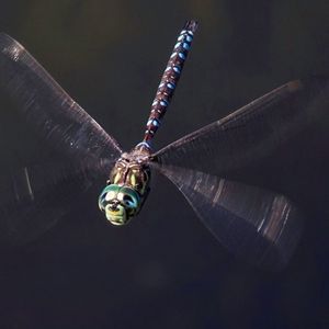 What do dragonflies do at night?