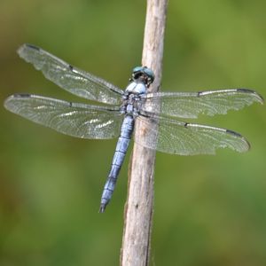 Is a dragonfly a fly?