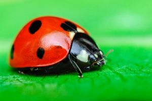 What makes ladybugs and Japanese Beetles different?