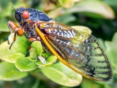 What is the difference between cicadas and grasshoppers?
