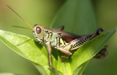 What do grasshoppers do? A day in their lives