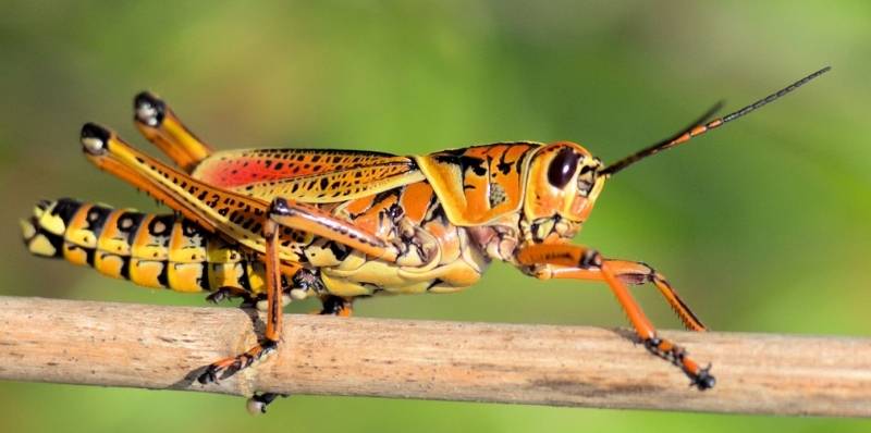 Side view of Eastern Lubber Grasshopper; orange, yellow and black, black eyes, short antennae.