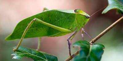 What’s the difference between a grasshopper and a katydid?