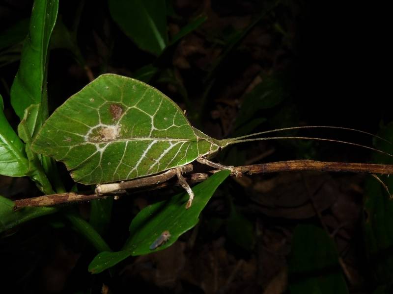 Green katydid on a branch displaying mimicry. Wings look like green leaves, complete with veins and spots.