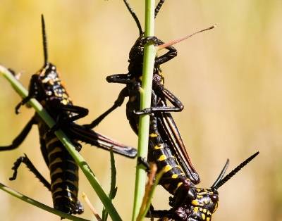 What is the difference between grasshoppers and locusts?