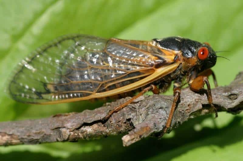 Side view of periodic cicada standing on branch; black body, red eyes, long transparent wings with orange veining.