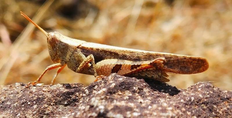Brown grasshopper
