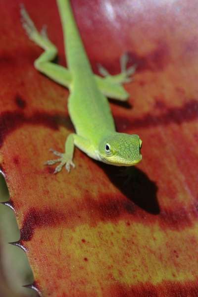 Everyday lives of Green Anole Lizards