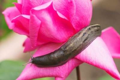 What are slugs?
