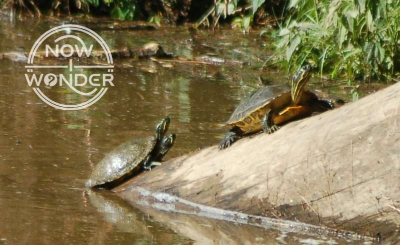 River Cooter Turtles (Pseudemys concinna) sunning themselves on a river rock.