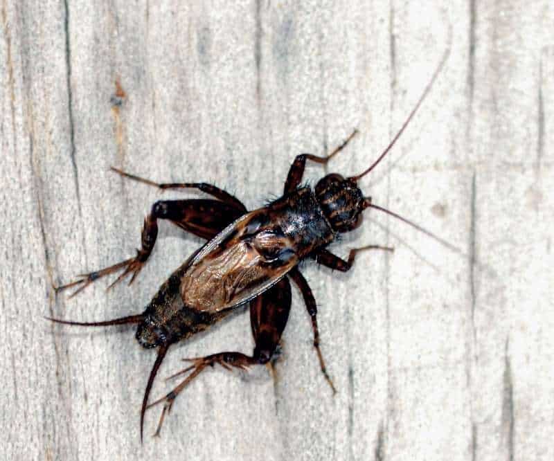 Black, male true cricket with short brown wings on pale plank of wood from above. Paired cerci visible on end of abdomen and long antennae on front of head.