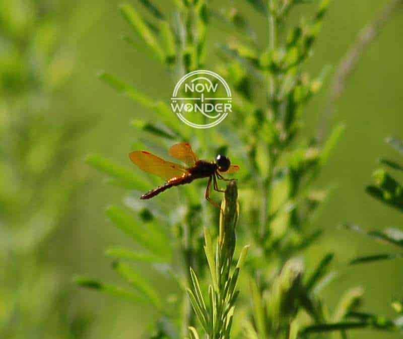 Reddish-brown dragonfly perched on the top of a tall weed, showing the positioning of the six legs towards the front of the thorax. This allows maximum room within the thorax for the powerful flight muscles.