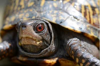 Eastern Box Turtles: Cute, Slow, and vanishing