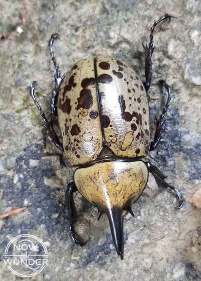 What is the biggest beetle in North Carolina?