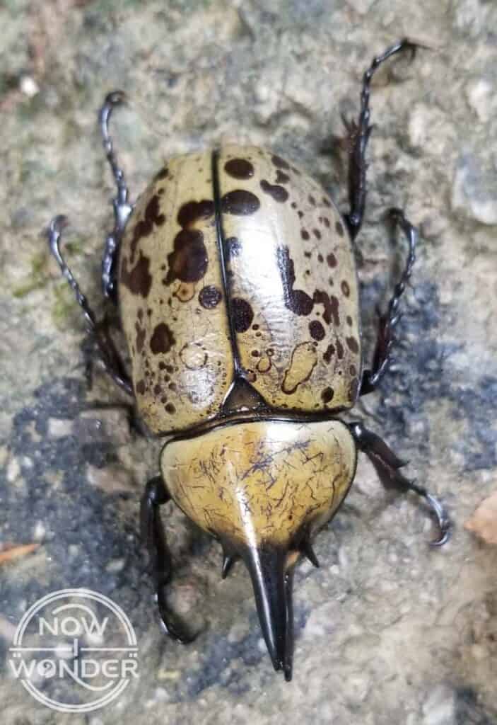 Mottled yellow and black Eastern Hercules Beetle (Dynastes tityus) from above showing six spiny black legs.