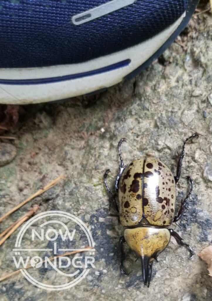 Adult male Eastern Hercules Beetle (Dynastes tityus) with sneaker for scale.