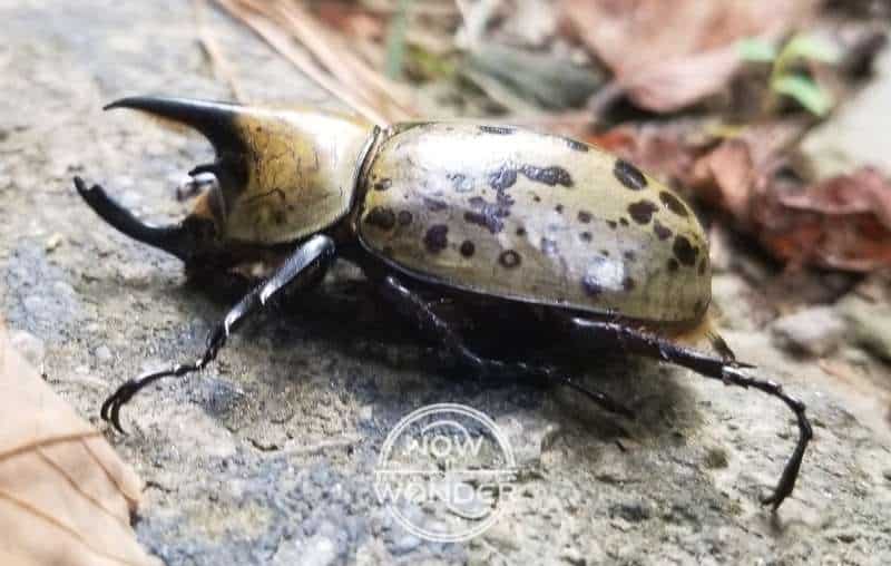 Adult male Eastern Hercules Beetle (Dynastes tityus) from the side showing the two, long, black horns growing from thorax and the head, used in dominance battles against other males.