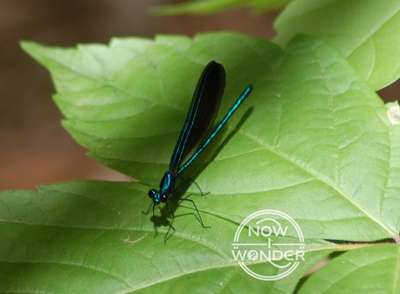 Damselflies vs. Dragonflies: What are the Differences?