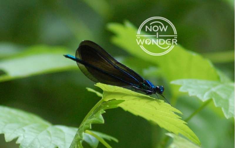 Ebony Jewel Wing damselfly perched on leaf; wings black and translucent and held folded together over its back; body is bright metallic blue.