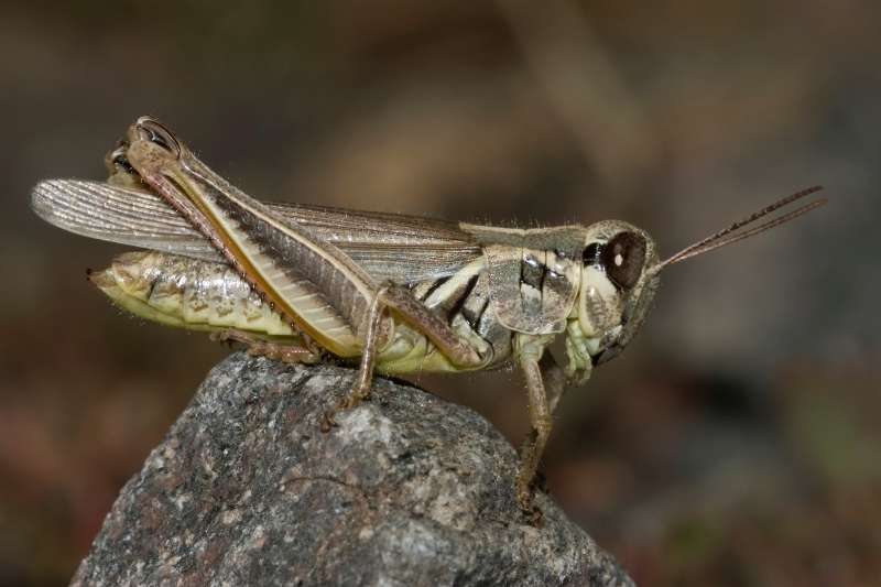 Grayish green short-horned grasshopper crouched on a rock with dark eyes and herring bone pattern on femurs of hind legs. 