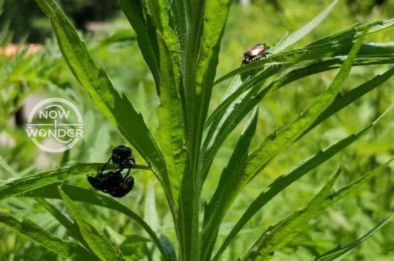 Four Japanese Beetles on a plant; two of which are stacked up on top of each other.