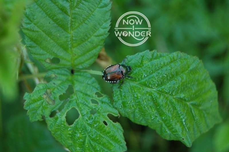 Japanese beetle (Popillia japonica) on bright green leaf. Bronze elytra and metallic green head. The beetle has chewed several large holes in the leaf.
