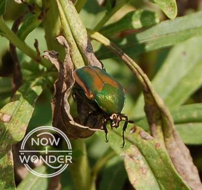 June Bugs vs. Japanese Beetles: What’s the difference?