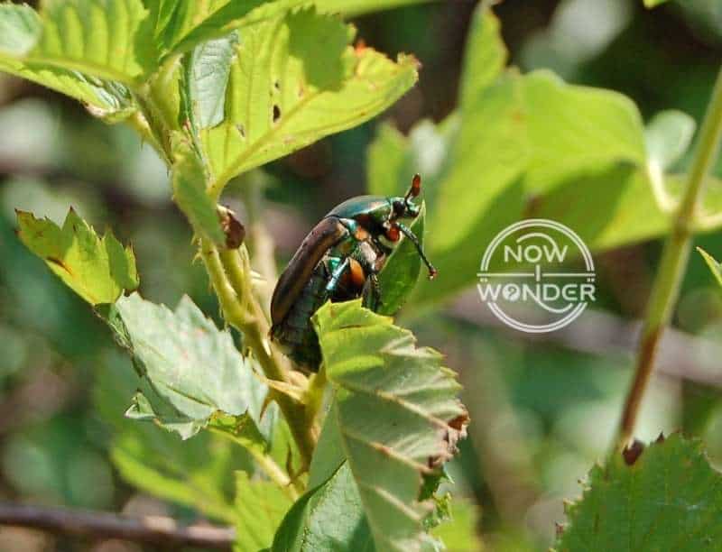 Green and brown June Beetle (Cotinus nitida) from the side displaying beautiful multi-colored metallic green and brown abdomen.