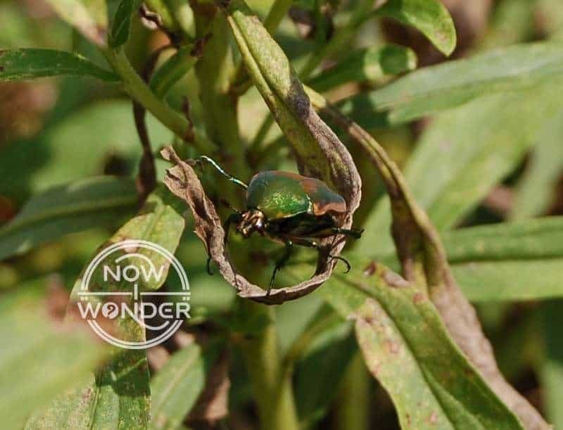 Green June Bug (Cotinus nitida).