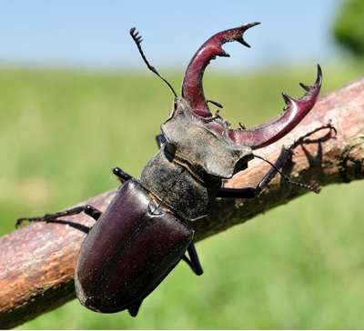 Example of a dark, reddish-brown Stag Beetle from above showing its large, branched, horizontally arranged mandibles.