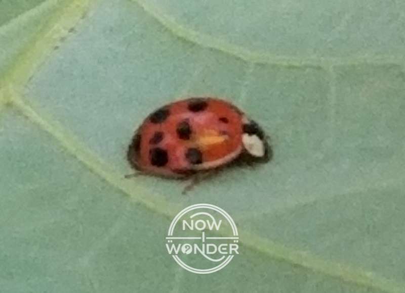 Ladybug on pale green underside of leaf. Red body with black spots and black head with white on the sides.