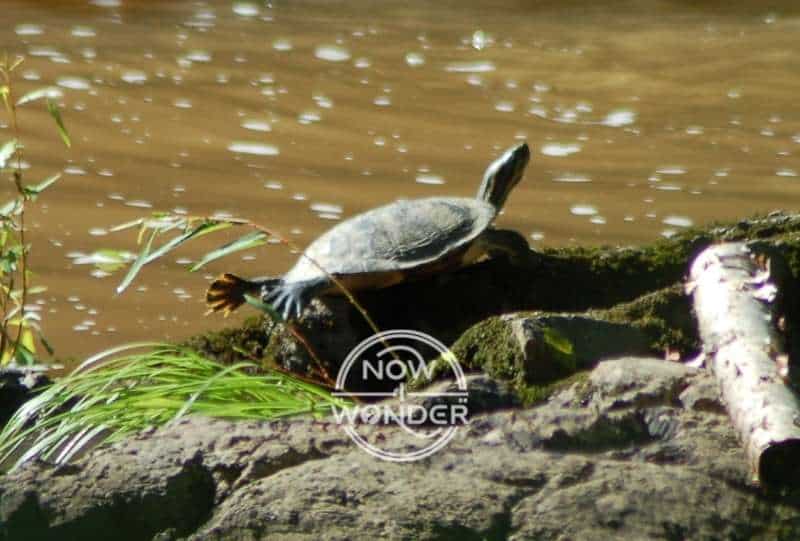 Adult River Cooter Turtle (Pseudemys concinna) basking on rock with legs outstretched.