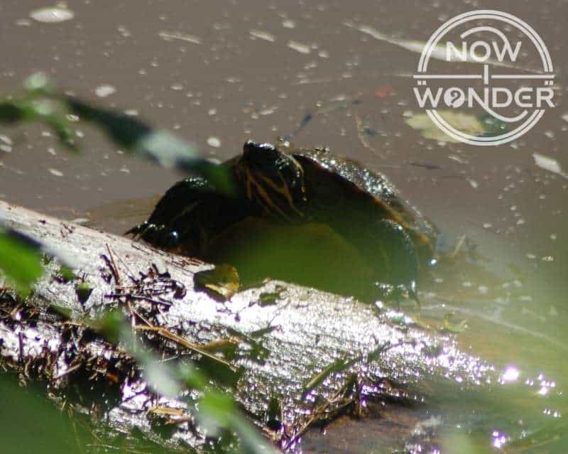 Large adult River Cooter Turtle (Pseudemys concinna) emerging from river onto a log.