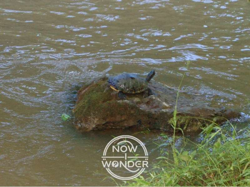 Single River Cooter Turtle (Pseudemys concinna) resting on flat rock in river.