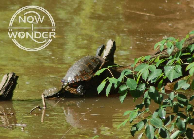 Single adult River Cooter Turtle (Pseudemys concinna) basking on a log in a silty river.