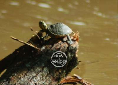 River Cooter Turtles (Pseudemys concinna)