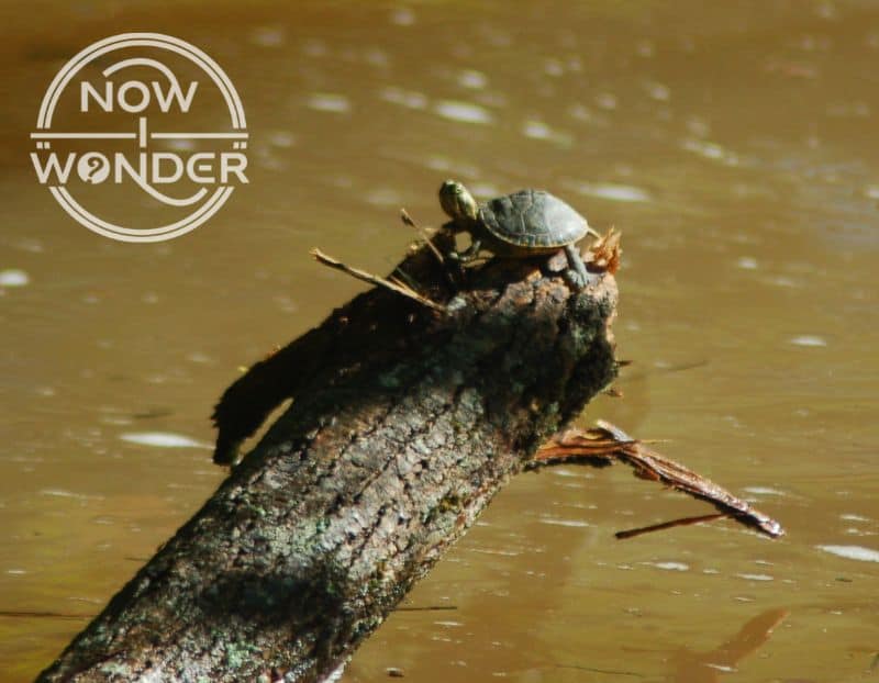 A tiny baby River Cooter Turtle (Pseudemys concinna) basking on the tip of a log about five feet above the river surface.