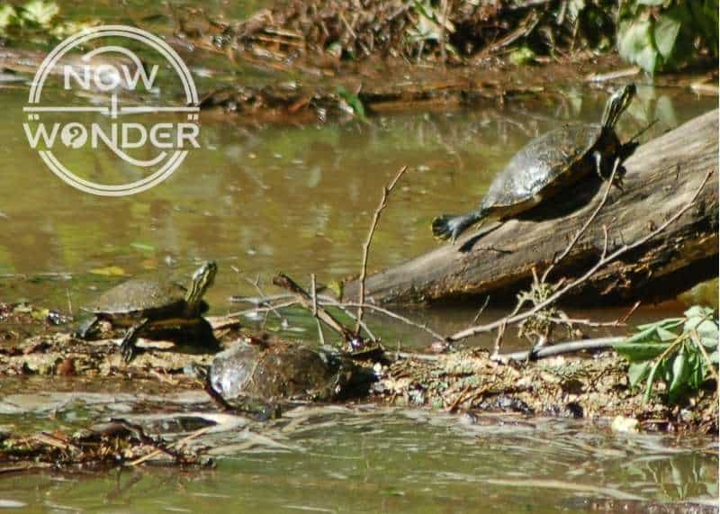 Three River Cooter Turtles (Pseudemys concinna) basking along a riverbank.