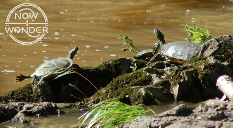 Two large and one small River Cooter Turtle (Pseudemys concinna) basking on a log on the edge of a river.