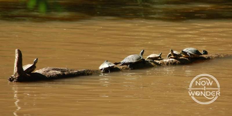 Group of six River Cooter Turtles (Pseudemys concinna) of a variety of sizes basking on a log in the middle of a silty brown river.