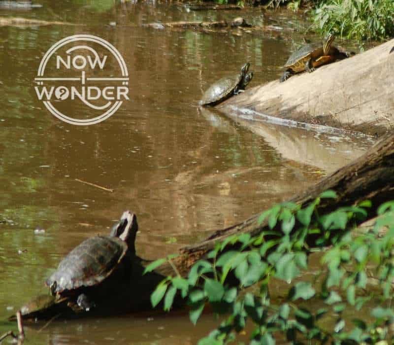 River Cooter Turtles (Pseudemys concinna) basking along a riverbank.