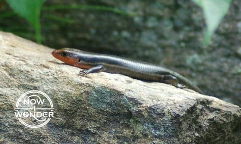 Adult male Five-lined Skink stretched out on a rock. Charcoal gray body with faint lengthwise stripes. Head is reddish orange with dark eyes and external ear holes visible near jaw hinge.