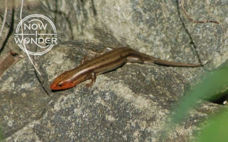 Adult male Five-lined Skink (Plestiodon fasciatus) on a rock. Body is brown with faint stripes running from nose to tail. Head is orange, eyes are dark and long tail is draped behind the skink's body.