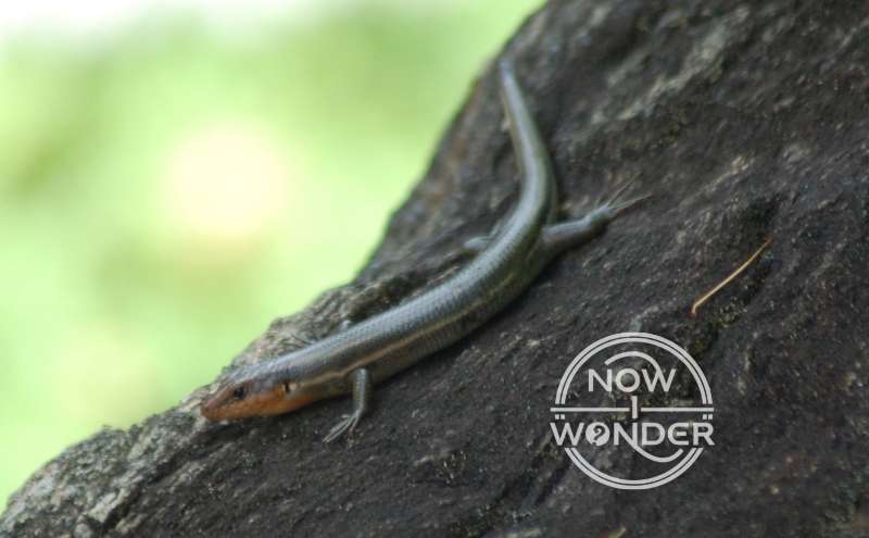 Adult male Five-lined Skink (Plestiodon fasciatus) basking on a rock. Head is orange and claws are providing traction.