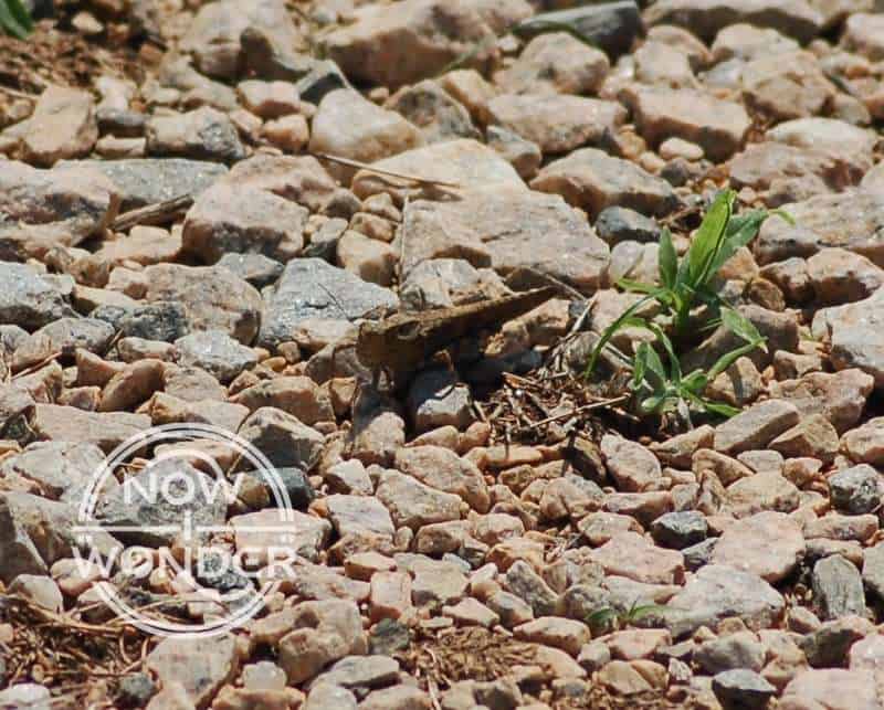 Tan Carolina Locust Grasshopper (Dissosteira carolinensis) on gravel.