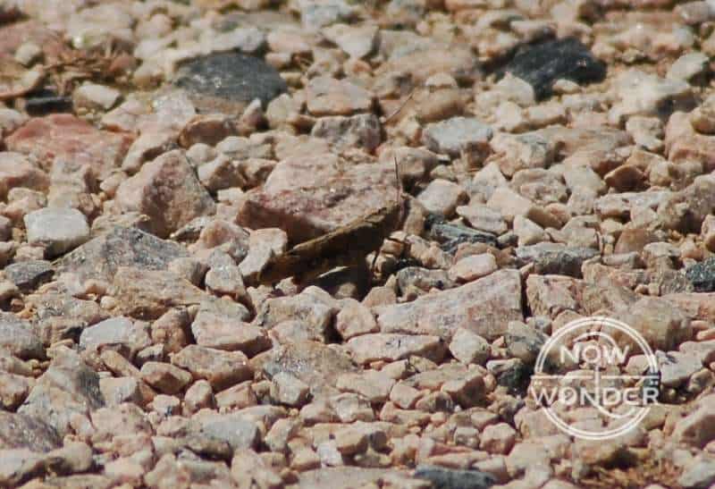 Brown Carolina Locust Grasshopper (Dissosteira carolinensis) on gravel.