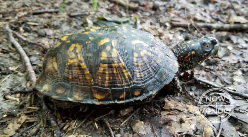Eastern Box Turtle (Terrapene carolina) with all four legs retracted into shell.