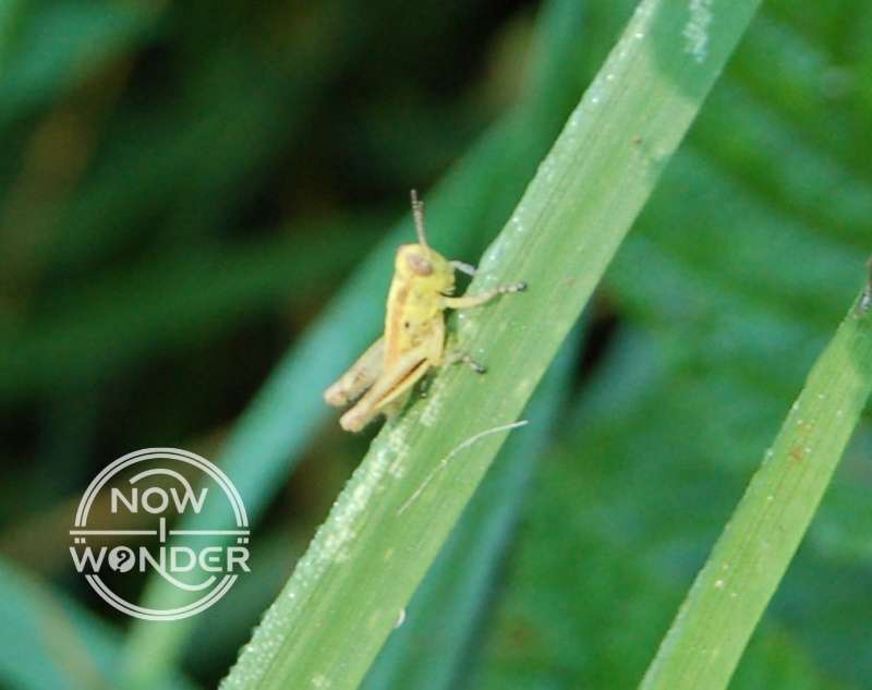 Tiny pale green grasshopper (species unknown) on a blade of grass.